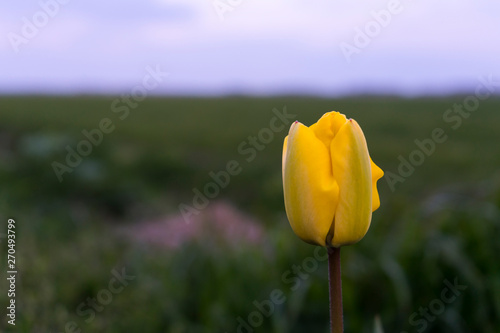 Amazing beautiful yellow dutch tulp composition. Blurred green background with white blue sky horizon. Colorful yellow tulp flower. photo