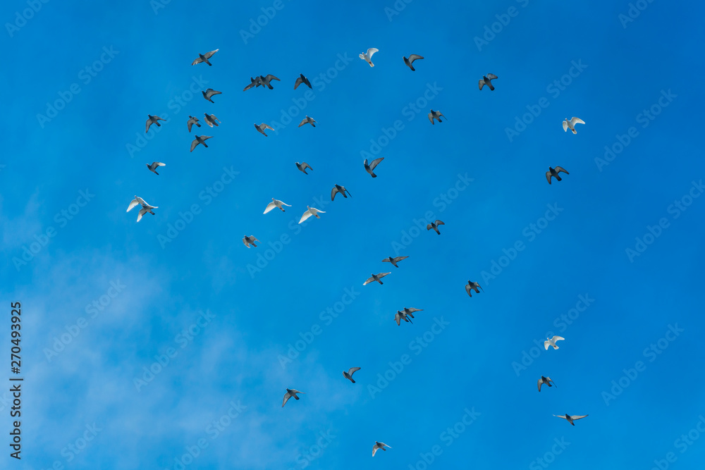Clear super blue sky with bright light and pigeons flying in a group. Vibrant colors with a ground of black and white pigeon birds. Flying high in the sky. Clear super blue sky with bright light and pigeons flying in a group. Vibrant colors with a ground of black and white pigeon birds. Flying high in the sky.