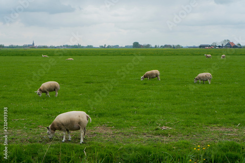 One sheep in the foreground with some white sheeps in the background. Sheeps enjoying their vibrant green grass and blue white cloudy holland sky. Sheep landscape on grass.