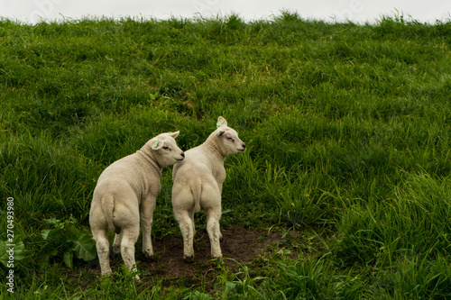 Two litlle young cute sheeps next to eachother on green grass. White sky perfectly white sheeps. Beautiful green grass sheep farmland.