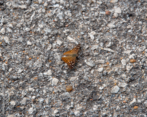 Butterfly on pavement