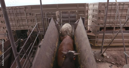 Cattle being herded onto trucks for transport to the abbattoir photo