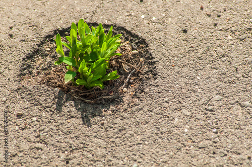 Green Plant Breaks Through The Asphalt. The grass has sprouted through asphalt. Force of nature. Space for text. Sunny day.
