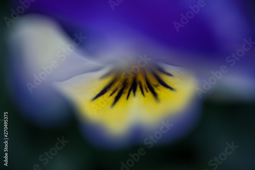 abstract macro picture of blue and yellow flower