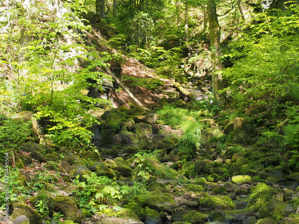 vibrant green spring woodland in a steep hillside valley with tall beech trees in nutclough woods near hebden bridge vibrant green spring woodland in a steep hillside valley with tall beech trees in nutclough woods near hebden bridge