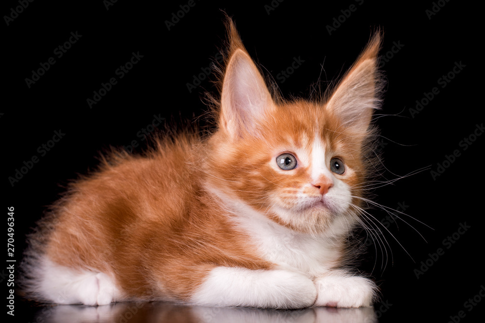Adorable cute kitten on black background in studio, isolated.