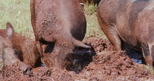 Free range pigs lying down and wallowing in the mud photo