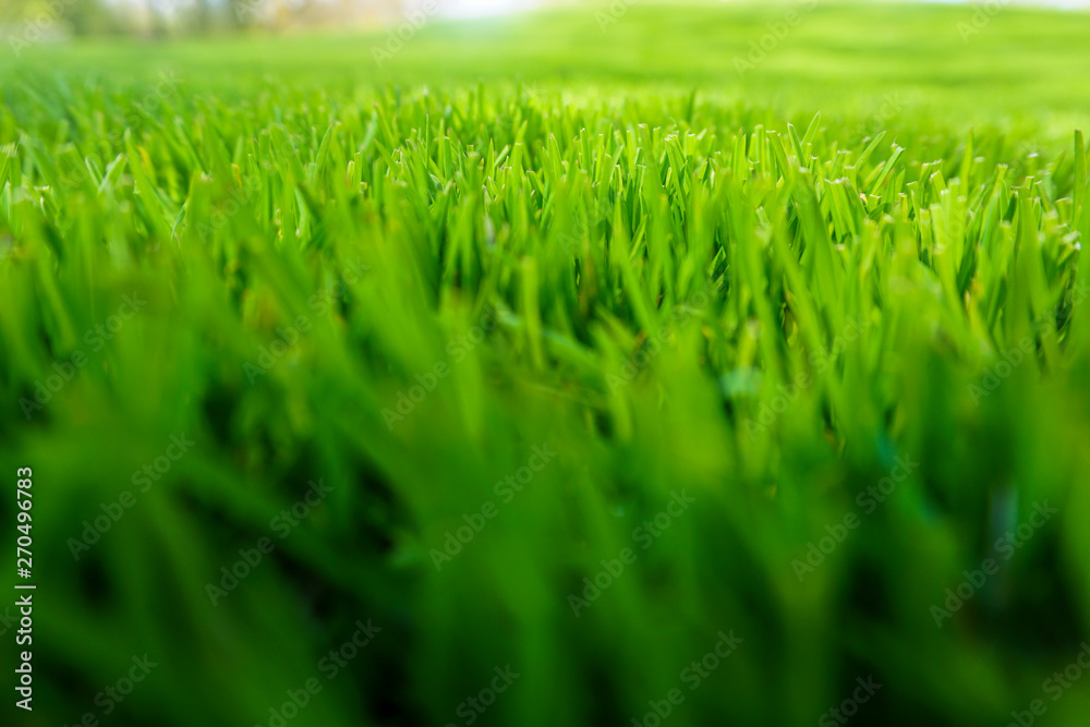 Grünes Gras - Nahaufnahme Grünes Gras - Nahaufnahme