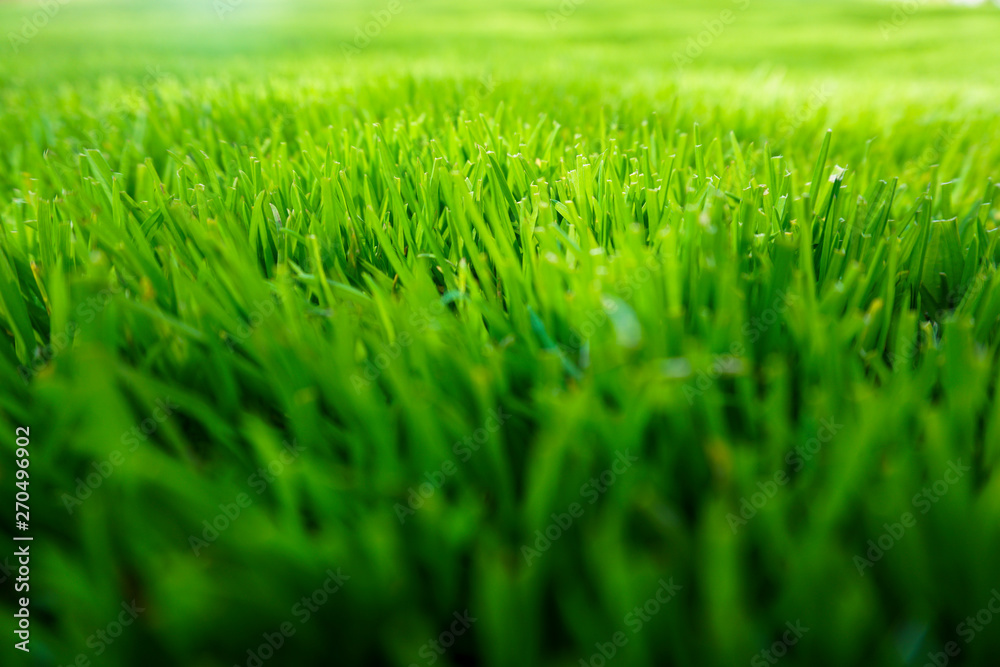 Fototapeta premium Grünes Gras - Nahaufnahme