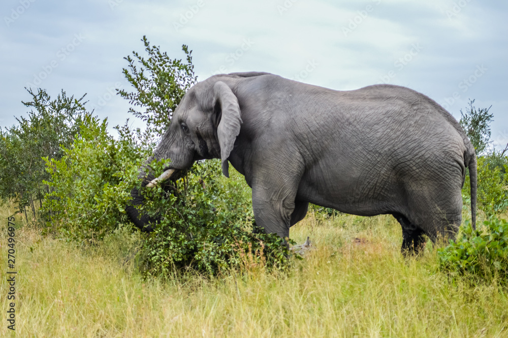 Fototapeta premium A male bull elephant eating plant tree and branches