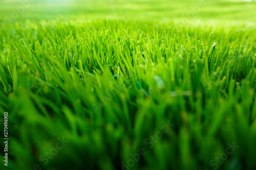 Grünes Gras - Nahaufnahme