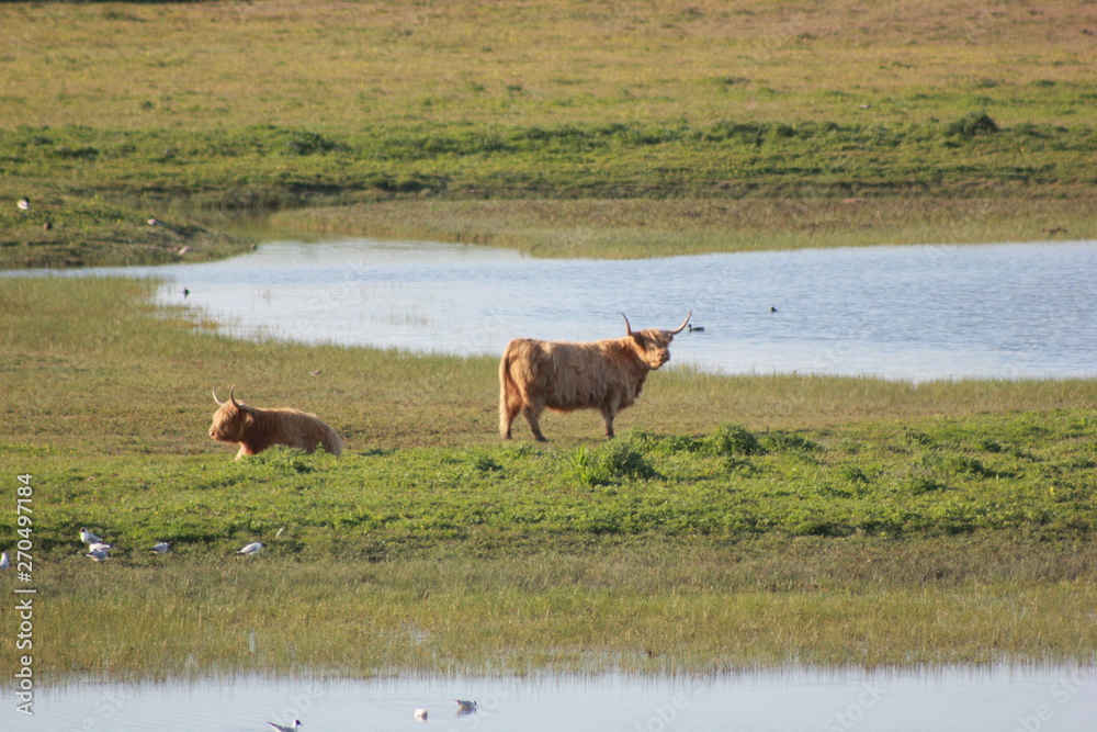boeuf highland boeuf highland