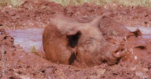 Free range pig lying down and wallowing in the mud