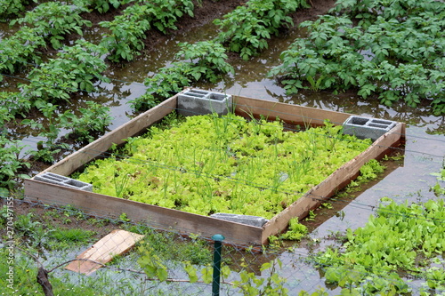 Fotografija Flooded backyard urban garden with planted Green onions or Spring onions or Sala