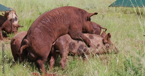 Free range pig mating photo