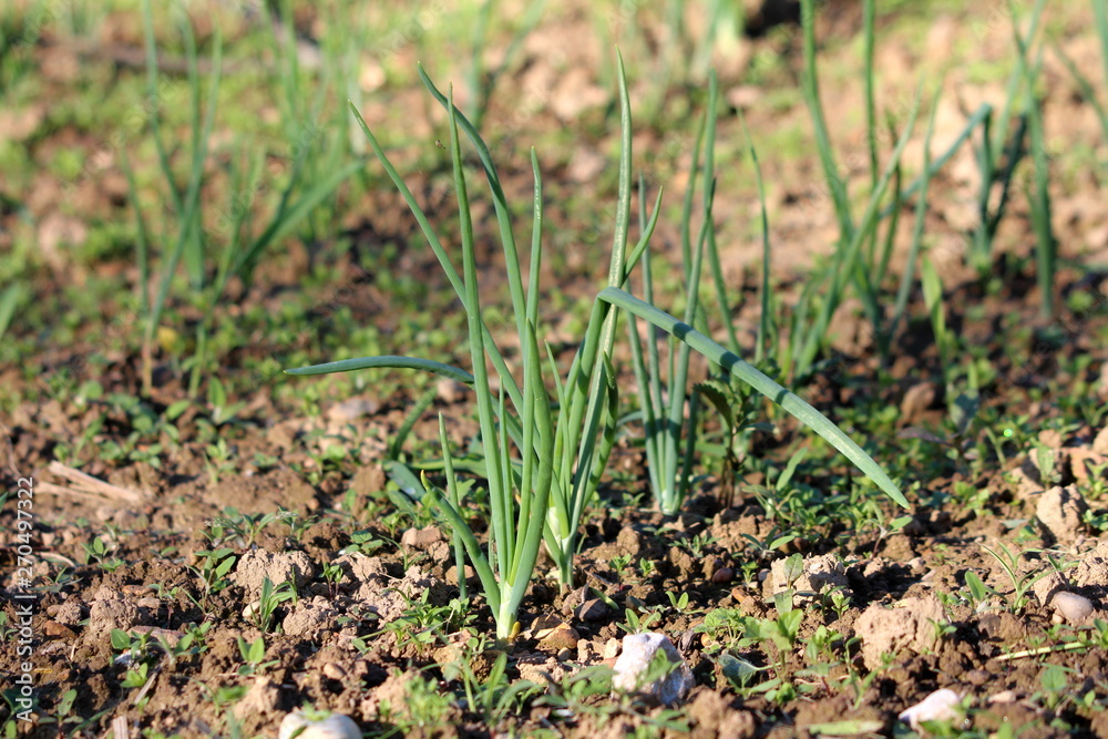 Green onions or Spring onions or Salad onions surrounded with dry soil and small grass planted in local urban garden on warm sunny spring day Green onions or Spring onions or Salad onions surrounded with dry soil and small grass planted in local urban garden on warm sunny spring day