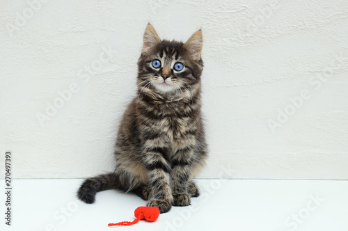 Little kitten with a red toy. Sitting on a white background.