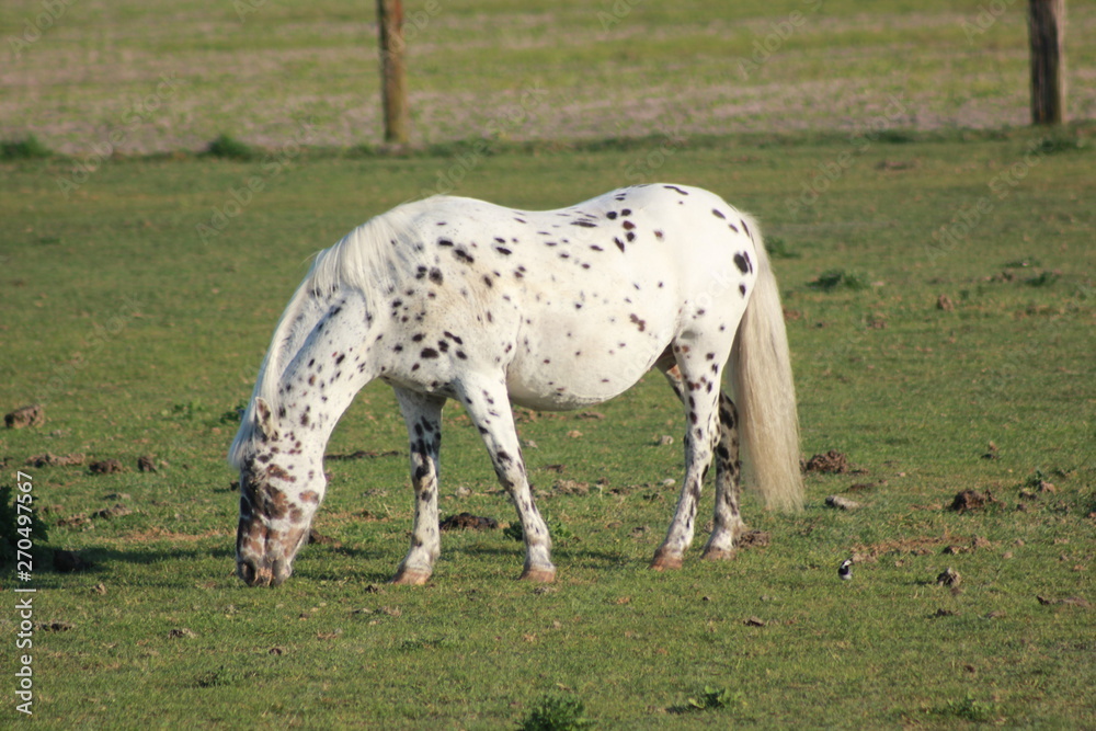 hors hors