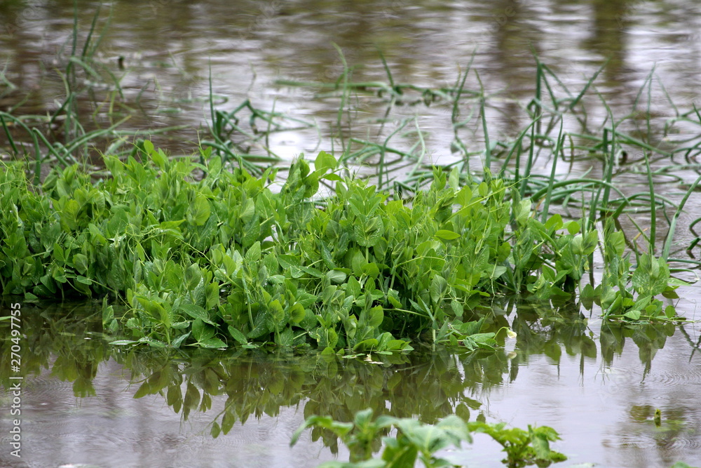 Local garden with fresh Green pea or Pisum sativum and Green onions or Spring onions or Salad onions completely covered with flood water during rainy spring season Local garden with fresh Green pea or Pisum sativum and Green onions or Spring onions or Salad onions completely covered with flood water during rainy spring season