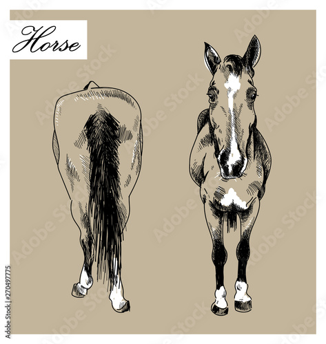 The horse in front and behind . Ink drawing vector freehand drawing . Engraving , detailed drawing .