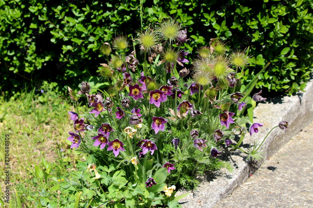 Pulsatilla vulgaris or Pasque flowers or Pasqueflowers or European pasqueflowers or Danes blood herbaceous perennial flowering plants with blooming dark violet flowers and hairy silky white seed heads