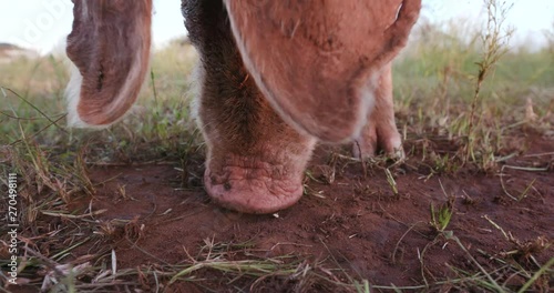 Close-up facial view of free range pig foraging in the ground for roots photo