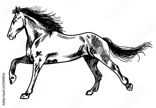 Running horse. Vector freehand drawing   engraving .