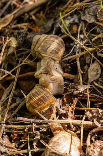 Helix pomatia, Roman - Burgundy snail, escargot, is a species of large, edible, air-breathing land snail, a gastropod terrestrial mollusc in the family Helicidae. Amorous courtship hermaphrodites.
