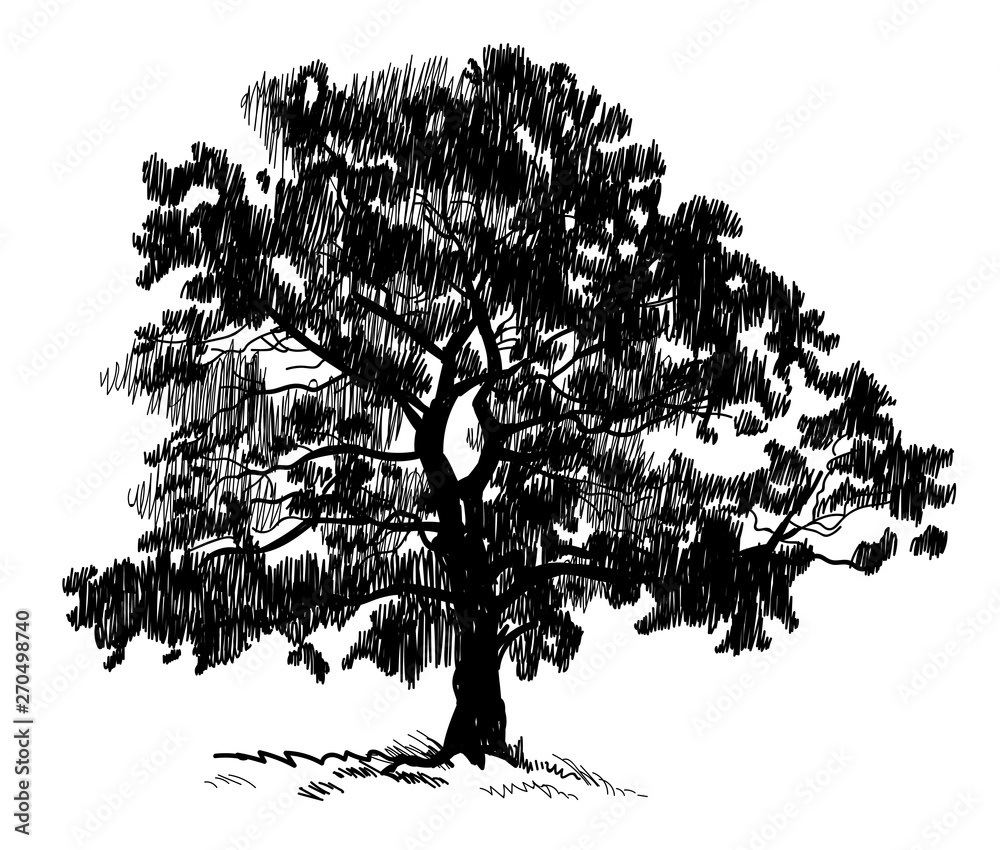 Obraz premium Old tree . Tree. Vector freehand drawing . Fast sketch pen .