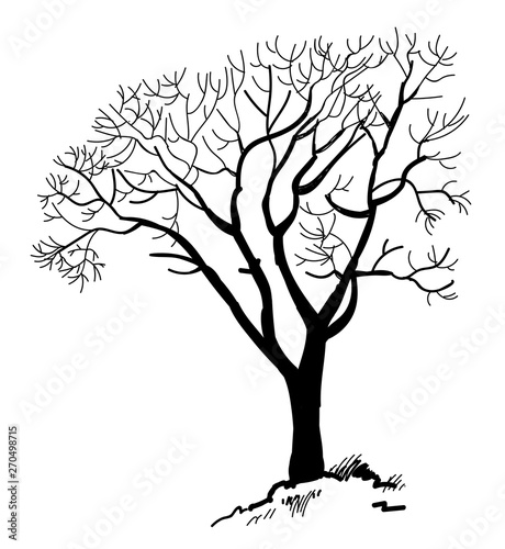 Old tree . Tree. Vector freehand drawing . Fast sketch pen .