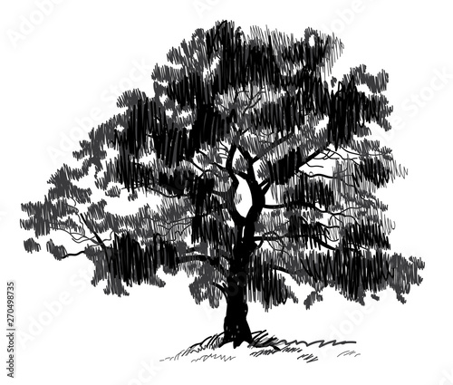 Old tree . Tree. Vector freehand drawing . Fast sketch pen .