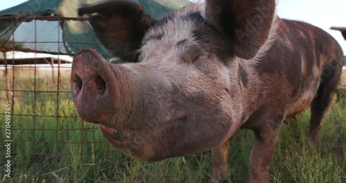 Close-up facial view of free range pig sniffing the air photo