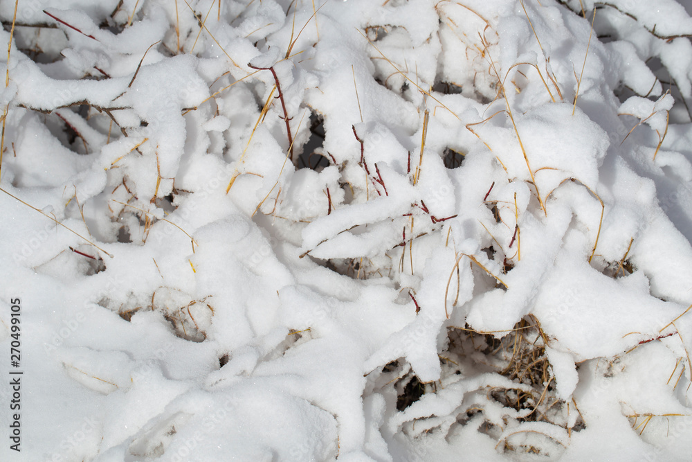 Tall grass covered with snow after a snowstorm. Nature in winter. Tall grass covered with snow after a snowstorm. Nature in winter.