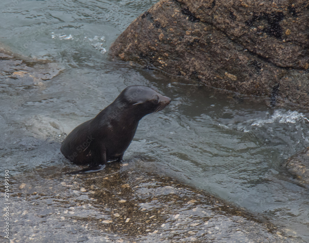 Naklejka premium Fur Seals on the Shoreline