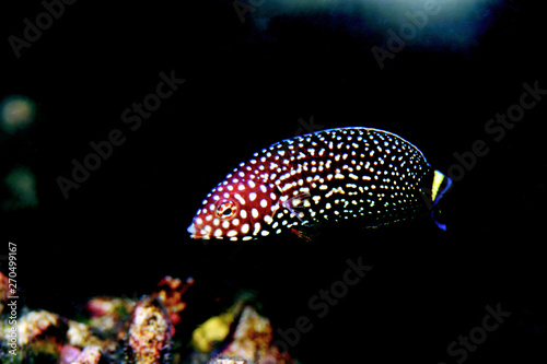 White spotted wrasse fish - Melanurus Anampses photo