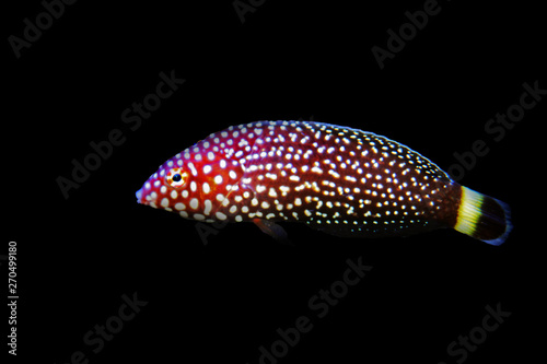 White spotted wrasse fish - Melanurus Anampses photo