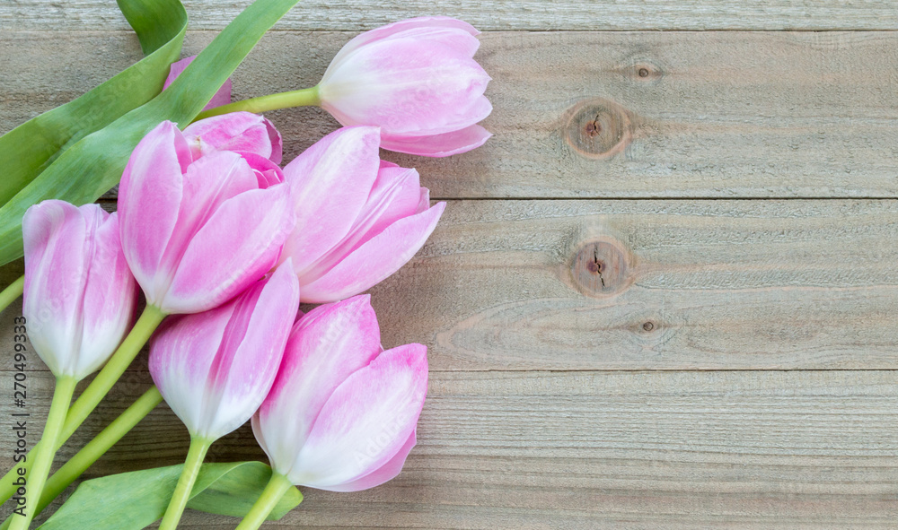 a small group of pastel pink tulips on a wooden background with copy space a small group of pastel pink tulips on a wooden background with copy space