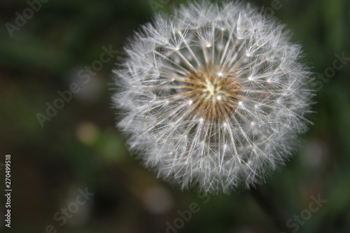 dandelion on green background
