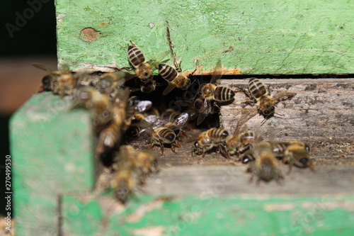 bees in hive