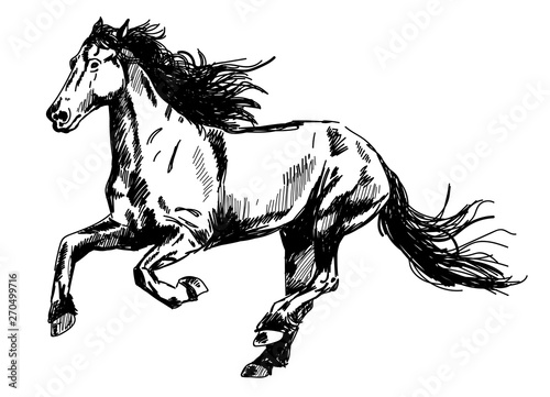 Running horse. Vector freehand drawing , engraving .