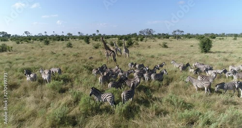 Aerial close-up view of zebra and giraffe in the grasslands of the Okavango Delta photo