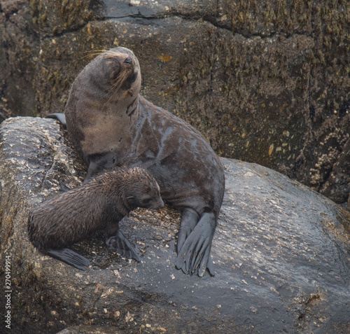 Fur Seals on the Shoreline