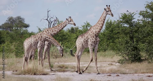 Close-up view of young and adult giraffes in the grasslands of the Okavango Delta photo