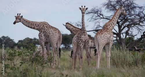 Close-up view of adult and young giraffes in the grasslands of the Okavango Delta photo