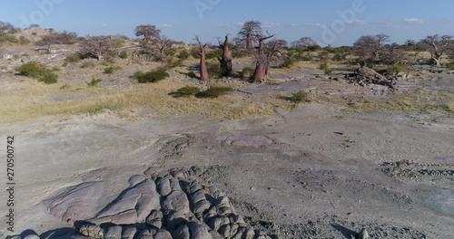 Aerial fly over view of baobabs on Kubu island, Makgadikgadi Pans ,Botswana photo