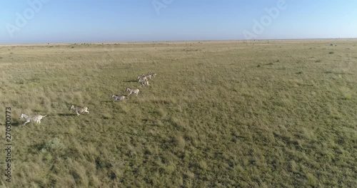Aerial view of zebra running in the grasslands of the Okavango Delta photo