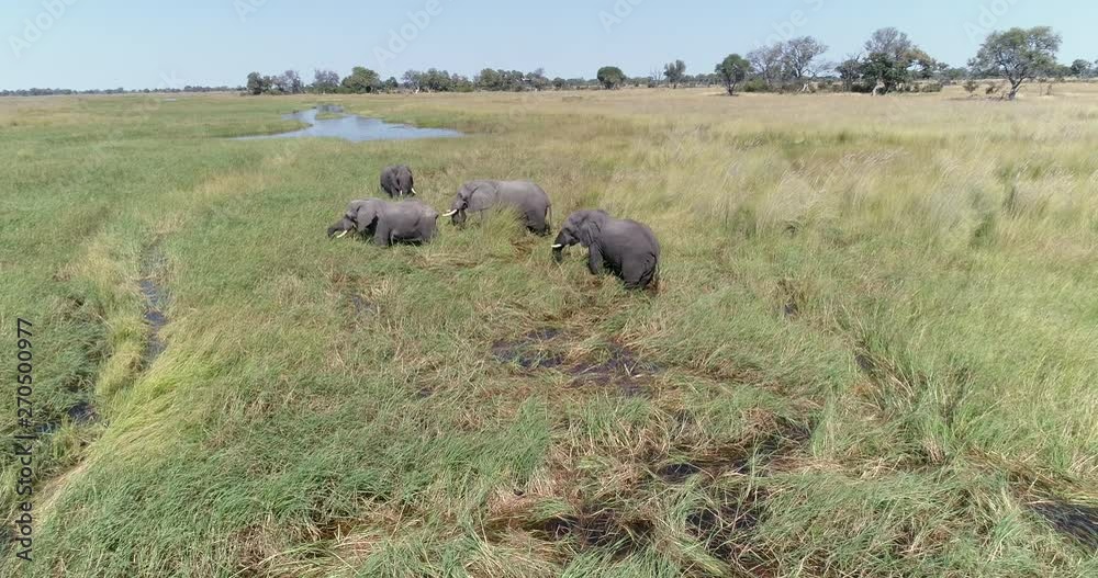Close-up aerial view of four elephant bulls feeding in the flodded grasslands of the Okavango Delta Close-up aerial view of four elephant bulls feeding in the flodded grasslands of the Okavango Delta