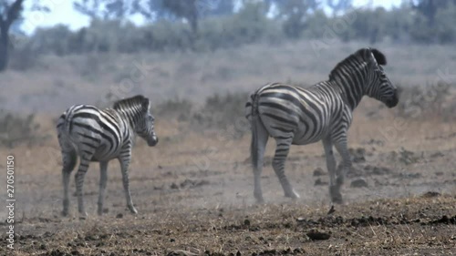 Zebra herd in africa