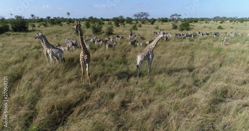 Aerial close-up view of zebra and giraffe in the grasslands of the Okavango Delta photo