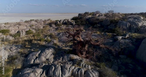 High aerial zoom out view of a baobab on Kubu island, Makgadikgadi Pans ,Botswana photo